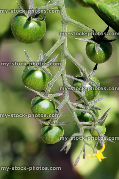 Stock image of tomato plant fruit / vegetable garden, yellow flowers, green tomatoes vine