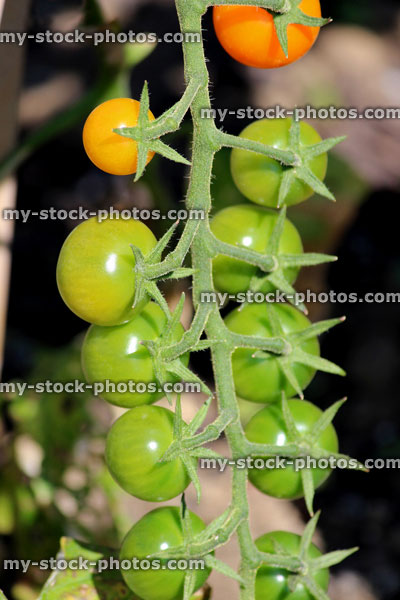 Stock image of tomato plant in vegetable garden, growing outside, vine tomatoes fruit