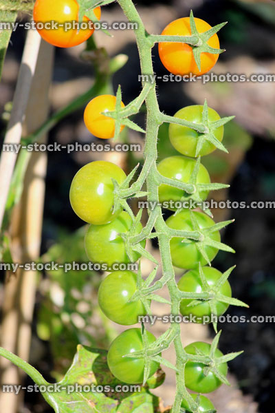 Stock image of tomato plant in vegetable garden, growing outside, vine tomatoes fruit