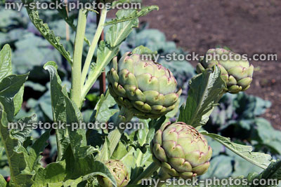 Stock image of walled kitchen garden growing vegetables, globe artichokes (Cynara cardunculus var. scolymus)