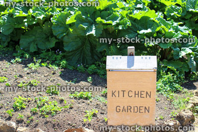 Stock image of stenciled wooden kitchen garden sign, by rhubarb plants