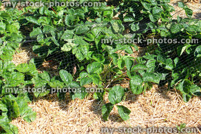 Stock image of strawberry plants growing in vegetable allotment / kitchen garden, on straw