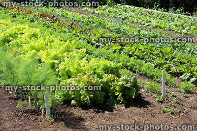 Stock image of walled kitchen garden growing vegetables, lettuces, lettuce plants, fennel, beetroot
