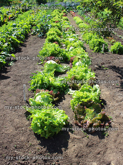 Stock image of public allotment garden growing vegetables, lettuces, lettuce plants, radishes, beetroot