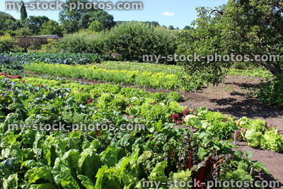 Stock image of walled kitchen garden growing vegetables, Swiss chard, lettuces, lettuce plants