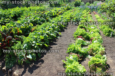 Stock image of walled kitchen garden growing vegetables, lettuces, lettuce plants, cabbages, Swiss chard