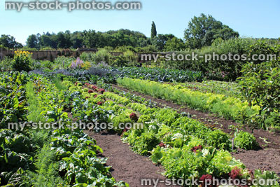 Stock image of walled kitchen garden growing vegetables, lettuces, lettuce plants, carrots
