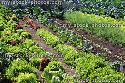 Stock image of walled kitchen garden growing vegetables, lettuces, lettuce plants, cabbages