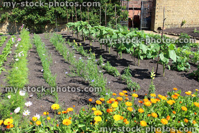 Stock image of cut flower garden, rows of sunflowers, cornflowers, marigolds