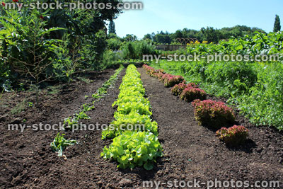 Stock image of walled kitchen garden growing vegetables, lettuces, lettuce plants, carrots