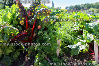 Stock image of kitchen garden vegetables, Swiss chard (Beta vulgaris cicla), beetroot, carrot plants