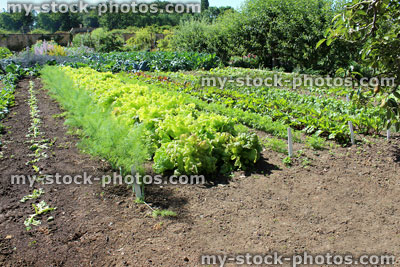 Stock image of walled kitchen garden growing vegetables, lettuces, lettuce plants, carrots, Florence fennel