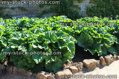 Stock image of walled kitchen garden growing fruit and vegetables, rhubarb plants (Rheum rhabarbarum)