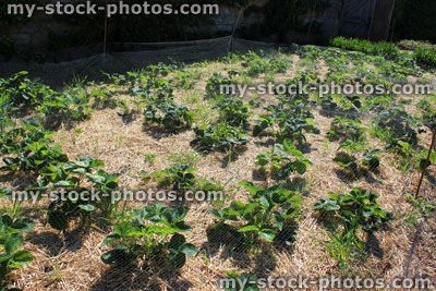 Stock image of strawberry plants growing in vegetable allotment / kitchen garden, on straw