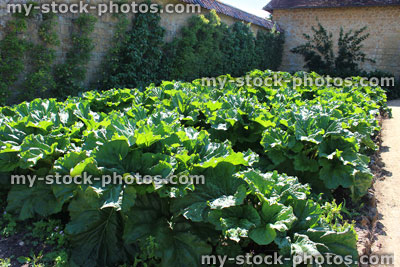 Stock image of rhubarb plants growing in walled kitchen garden / ornamental vegetable garden