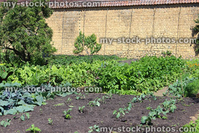 Stock image of walled kitchen garden growing vegetables, red cabbages, cabbage plants