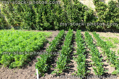 Stock image of walled kitchen garden growing vegetables, carrots, celeriac, cordon apple trees, fruit trees