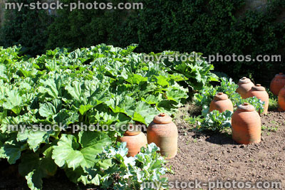 Stock image of rhubarb plants in walled kitchen garden / terracotta rhubarb forcer pots