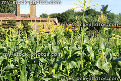 Stock image of walled kitchen garden growing vegetables, corn on the cob, maize, sweetcorn