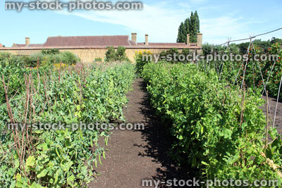 Stock image of walled kitchen garden growing vegetables, garden peas, pea plants