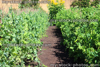 Stock image of walled kitchen garden growing vegetables, garden peas, pea plants