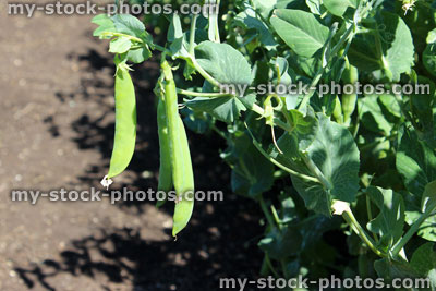Stock image of pea pods growing in kitchen garden, pea plants