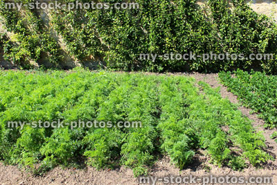 Stock image of carrot plants growing in walled kitchen garden / ornamental vegetable garden