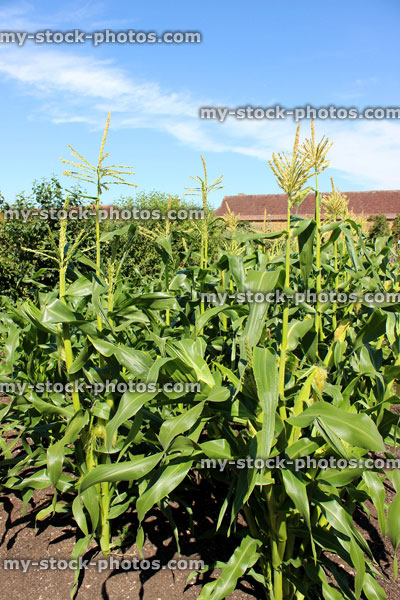 Stock image of walled kitchen garden growing vegetables, corn on the cob, maize, sweetcorn