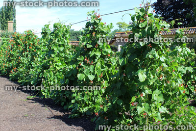 Stock image of walled kitchen garden growing vegetables, runner beans, scarlet runner bean plants (Phaseolus coccineus)