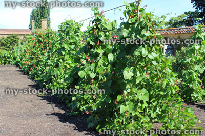 Stock image of walled kitchen garden growing vegetables, runner beans, scarlet runner bean plants (Phaseolus coccineus)