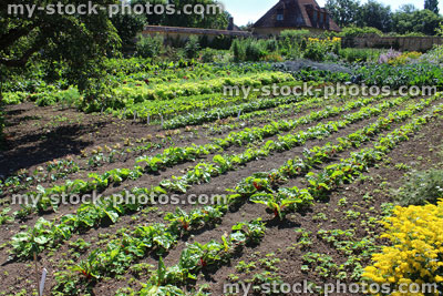 Stock image of walled kitchen garden growing vegetables, lettuces, lettuce plants, cabbages, Swiss chard