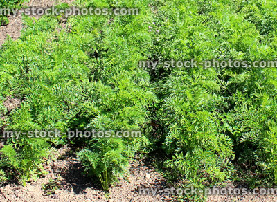 Stock image of carrot plants growing in walled kitchen garden / ornamental vegetable garden
