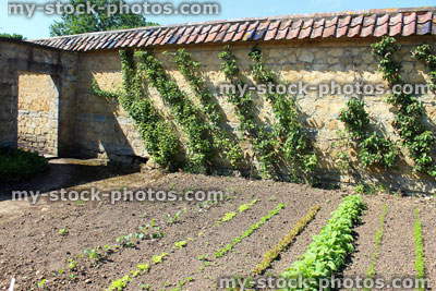 Stock image of walled kitchen garden growing vegetables, lettuces, radishes, carrots, cordon apple trees