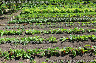 Stock image of public allotment garden growing vegetables, lettuces, lettuce plants, cabbages, Swiss chard