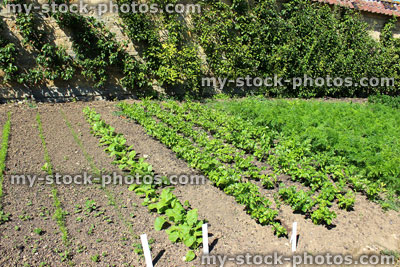 Stock image of walled kitchen garden growing vegetables, lettuces, radishes, carrots, cordon apple trees
