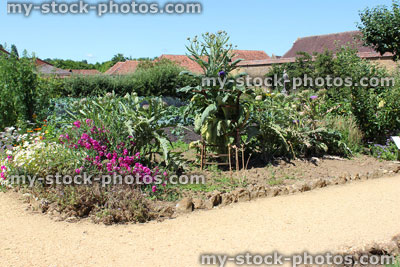 Stock image of kitchen vegetable garden, flowers on globe artichoke plant (Cynara scolymus)