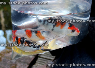 Stock image of small koi carp fish in plastic bag from pet shop