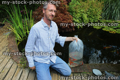 Stock image of man releasing goldfish from plastic bag into garden pond