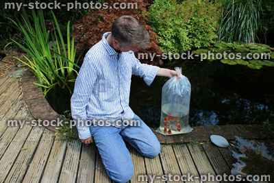Stock image of man releasing fish from plastic bag into garden pond