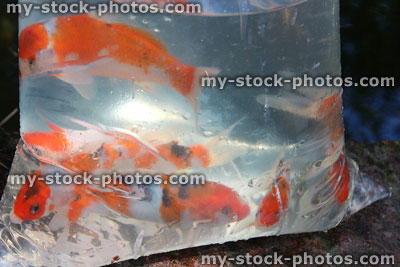 Stock image of bag of small, hi grade Japanese koi carp (red and white)