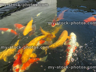 Stock image of large koi carp swimming in pond, high grade fish, kohaku, chagoi