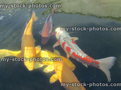 Stock image of large koi carp swimming in pond, high grade fish, ogons, shusui
