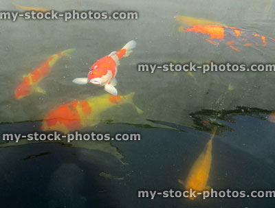 Stock image of large koi carp swimming in pond, high grade fish, red white kohaku