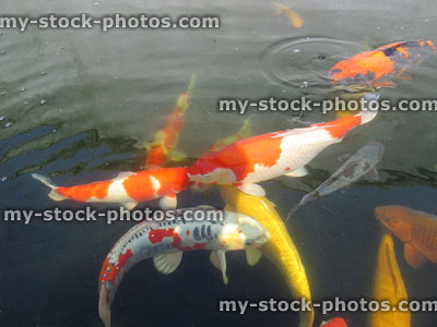 Stock image of large koi carp swimming in pond, high grade fish, kohaku, red white