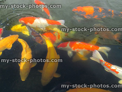 Stock image of large koi carp, high grade pond fish, kohaku, ogons, hi utsuri, chagoi