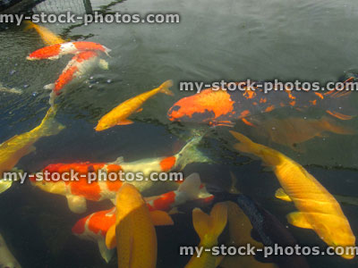 Stock image of large koi carp, high grade pond fish, kohaku, ogons, hi utsuri, chagoi