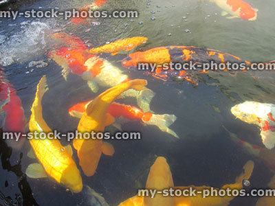 Stock image of large koi carp swimming, high grade pond fish, kohaku, ogons, hi utsuri