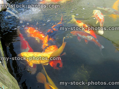 Stock image of large koi carp swimming, high grade pond fish, yellow ogon, kohaku