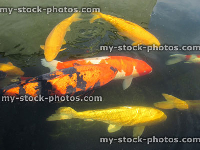 Stock image of large koi carp, high grade pond fish, kohaku, ogons, hi utsuri, chagoi