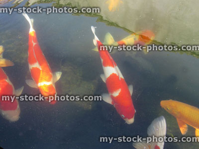 Stock image of large koi carp swimming in pond, high grade fish, kohaku specimens